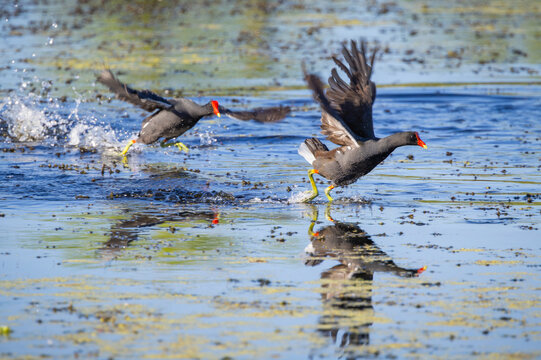 The North American version of the moorhen is the Common Gallinule in Orlando Wetland Park. Gallinule chasing another gallinule from its territory.