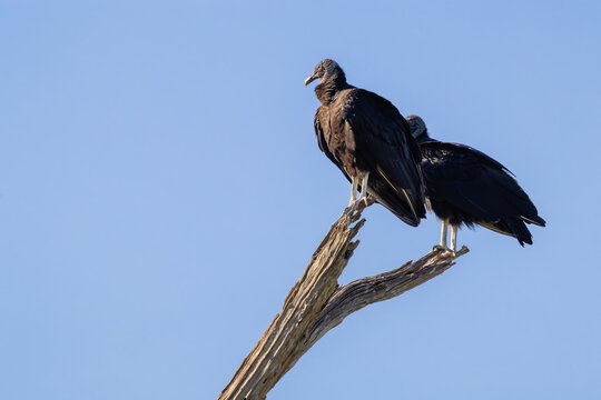 Two Black Vultures sitting on a limb in wetland habitat at Orlando Wetland Park Cape Canaveral Space Center.