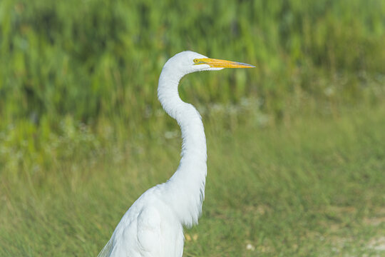 Great Egret or Common Egret also known as white heron  at Orlando Wetlands close to Kennedy Space Center.