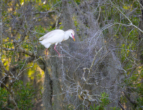 Western Cattle Egret in a tree at Orlando Wetlands in Cape Canaveral Florida. Living in tropical zones the cattle egret is a smaller species of egret with a buff crest.