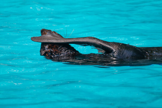 Playful Sea Lion Swimming with Flipper Raised in Blue Water
