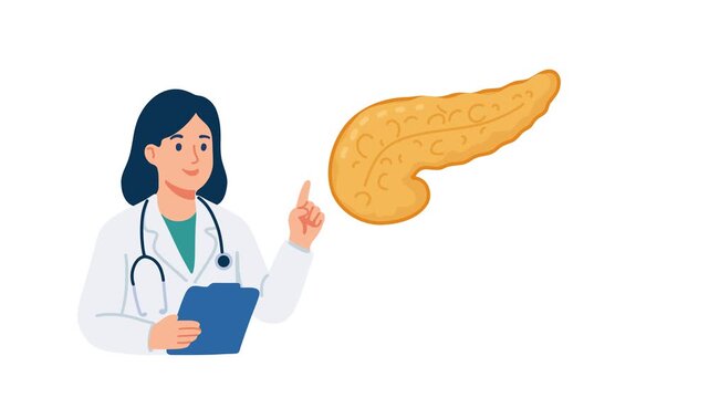 animation doctor explaining pancreas anatomy