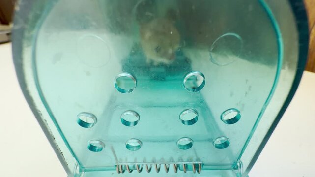 A small gray mouse explores cautiously inside a plastic humane trap indoors. This close-up view brings a curious and concerned feeling for the little creature.