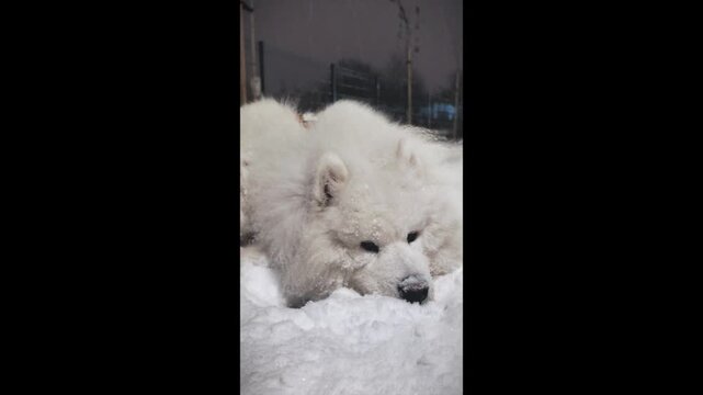 Cute white Samoyed dog sleeping outdoors in deep snow during snowfall. Samoyed dog resting peacefully in deep snow while gentle snowflakes fall around it. Ideal footage for concepts related to winter.