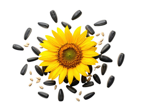 Sunflower with scattered sunflower seeds