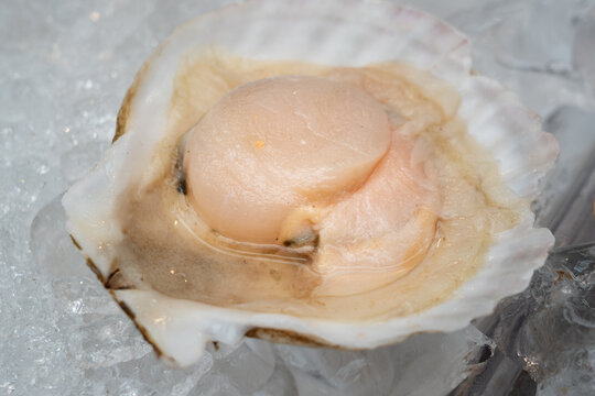 Fresh Raw Sea Scallops Served in Natural Shell on Ice with Shiso Leaf Garnish at Japanese Market
