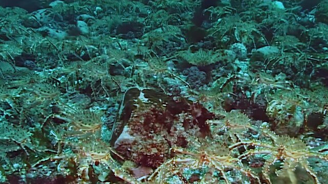 Large red King Crabs, Paralithodes Camtschaticus, journey across the cold Arctic seabed. This incredible migration unfolds in frigid waters, showcasing the tenacity of ocean life.