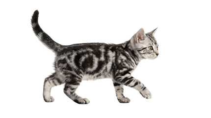 A cute young silver tabby kitten walking sideways looking forward captured in a studio shot isolated on transparent background © MstShamsunNahar