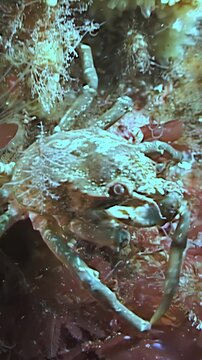 Discover the vibrant life of the Arctic Sea, showcasing a graceful anemone and a curious spider Hyas crab. Observe their movements and interactions in this underwater wonderland.