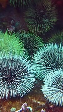 Explore a vibrant colony of sea urchins nestled at the bottom of the Barents Sea in the Arctic Ocean, showcasing their unique shapes and colors during a tranquil underwater moment.