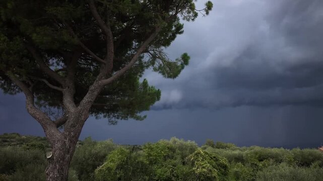 Ominous dark storm clouds quickly gather behind a large pine tree swaying across a rural landscape. The intense moody atmosphere highlights the raw unpredictable power of nature and severe weather.