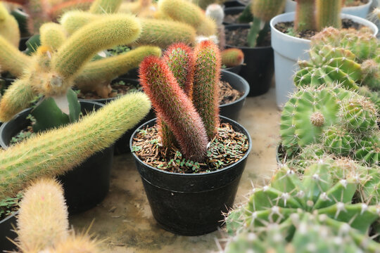 Haageocereus pseudomelanostele, a species of cactus native to Andes Mountains. It is also known as red squirrel tail cactus.