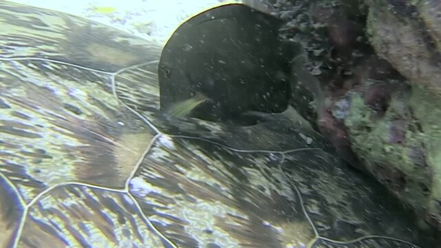 Underwater at Sipadan Island, Indonesia, a curious batfish nibbles algae from the carapace of a large green sea turtle. This mutually beneficial interaction helps both creatures thrive.