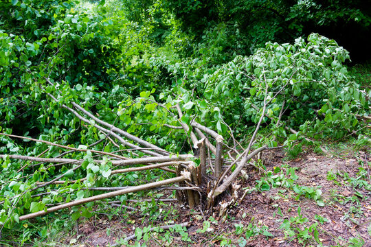 Freshly felled hazel bush with jagged stems lying on the ground, highlighting environmental destruction and reckless deforestation of the wild green forest thicket in a summer landscape