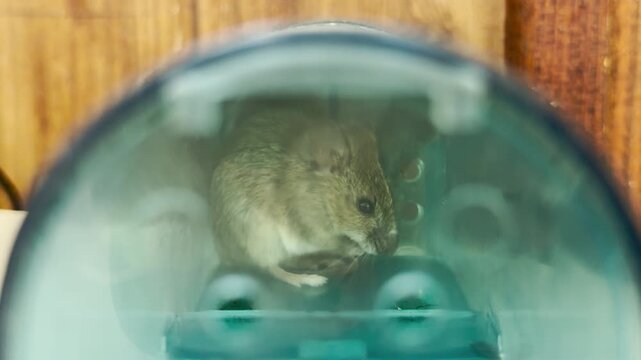 A small gray house mouse sits trapped inside a clear plastic humane trap. This close-up view inspires a compassionate and hopeful feeling for its survival.