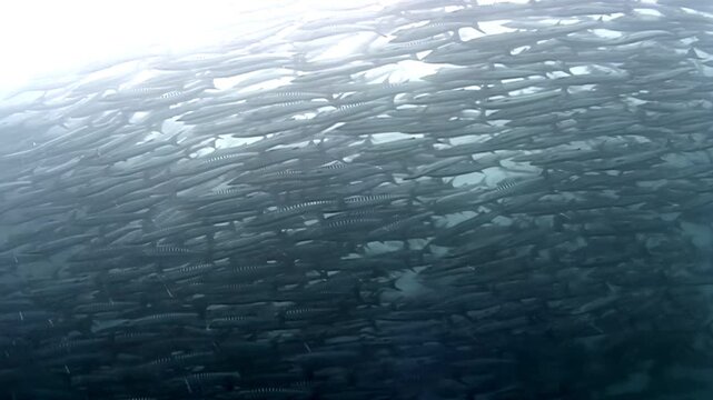 Witness an astounding display of nature's harmony. A huge school of barracuda fish swim together, creating a swirling tornado effect near the waters of Sipadan Island, Indonesia.