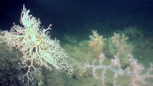 Observe a Gorgonocephalus eucnemis, also called Gorgon's Head, gently swaying on the Atlantic seafloor. This brittle star shows its complex branching arms in a unique display of underwater life.