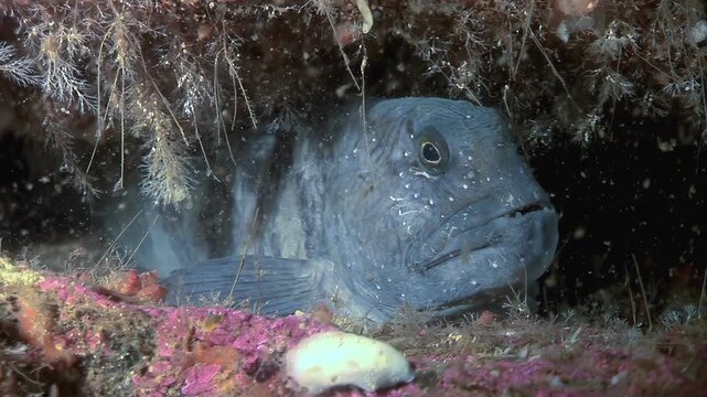 A close up look at a shy Atlantic Catfish, Anarhichas lupus, resting in its rocky den on the ocean floor. Filmed during daylight hours showing great details of the fishes unique features.