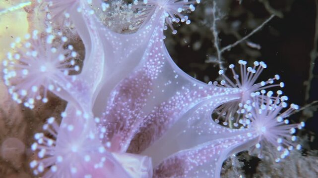Delicate Lucernaria quadricornis sways gently in the cold Arctic waters. This stalked jellyfish displays its unique beauty in its natural habitat, a serene underwater world.