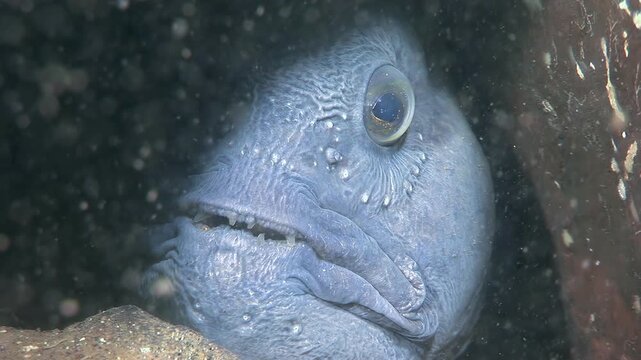 Up close, a magnificent Atlantic Catfish, also called a sea wolf, rests peacefully in its underwater lair. Notice the unique, almost human-like face of this creature of the deep ocean.