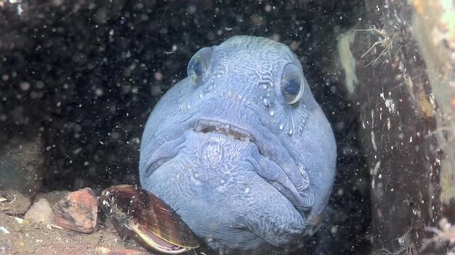 Observe an adult Atlantic wolffish, Anarhichas lupus, also known as an Atlantic catfish or sea wolf, near a rock. Captured during the daytime, the creature remains nearly stationary.