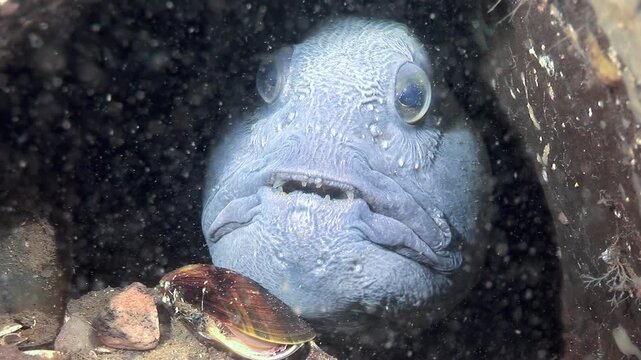 An Atlantic Wolfish, also known as a sea wolf or Atlantic catfish, is observed in its natural habitat. The fish peers out from a rocky crevice on the ocean floor during daytime.