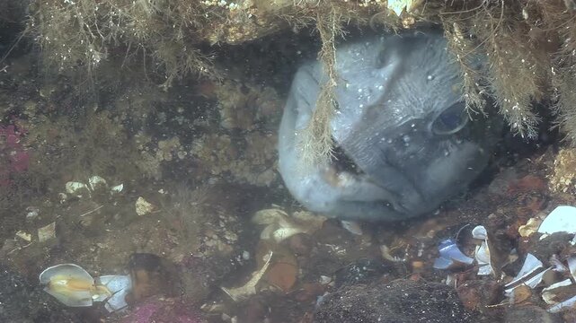 An Atlantic Catfish, Latin name Anarhichas lupus, peacefully rests amongst the rocks and seaweed. This sea wolf, also known as a sea cat, makes its home in the cold waters off Iceland's coast.