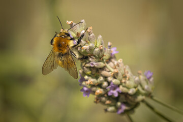 Abeille butinant 2 © JeanPhilippe