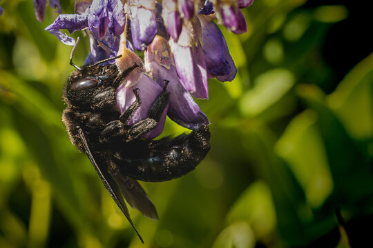 Abeille charpenti&egrave;re butinant 1