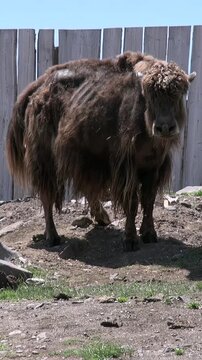 A shaggy yak stands gracefully, showcasing its dense fur. The magnificent animal observes its surroundings in the beautiful Khuvsgul region of Mongolia on a bright summer day.