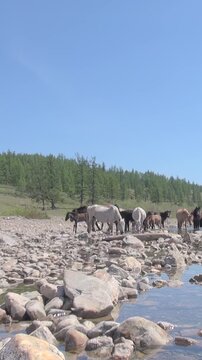 Wild horses roam a beautiful rocky stream bed in Mongolia's Khuvsgul Lake region. Majestic mountains and lush forests create a stunning backdrop beneath a vibrant sky during a serene summer day.