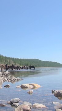 A herd of wild horses gathers at the rocky edge of Lake Khuvsgul, Mongolia, drinking the crystal-clear water under a bright summer sky.