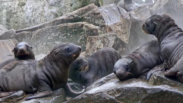 In the frigid Arctic, a lively colony of sea lions rests on rocky shorelines, their young cubs frolicking among them. This captivating display of family life showcases their bond and playful spirit.