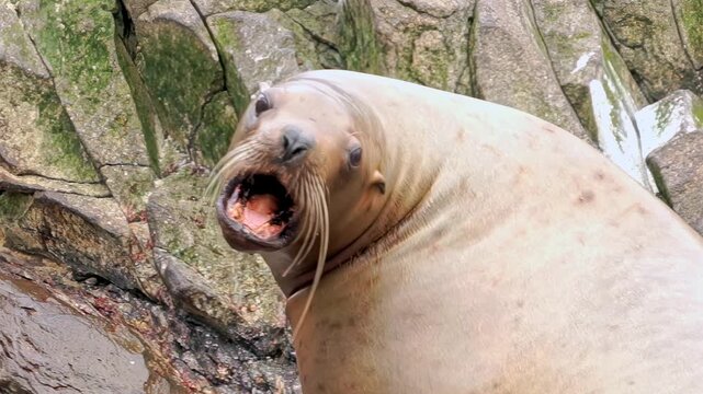 Witness the heartwarming moments of a colony of sea lions and seals as they care for their playful young cubs under the Arctic sky. Their adorable antics reveal the beauty of life in a cold habitat.