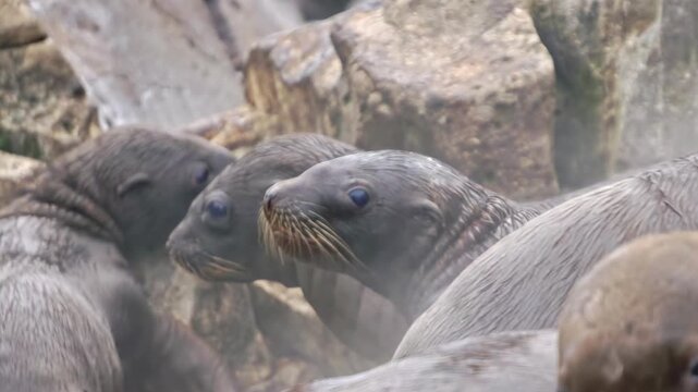 In the cold Arctic, a lively colony of sea lions cares for its playful cubs. The sounds of playful barks and splashes fill the air as the young ones frolic among the rocky shores.