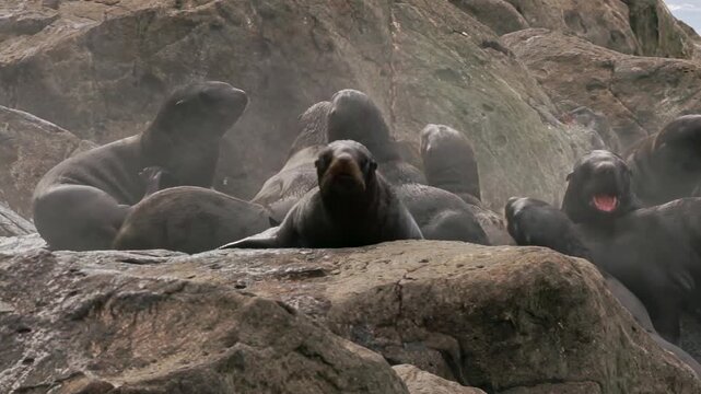 In the cold Arctic, a lively colony of sea lions lounges on rocky shores. Young cubs explore their surroundings while adults rest. Joyful interactions highlight the beauty of their habitat.