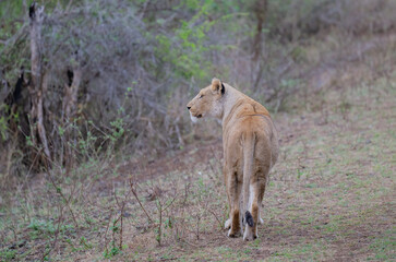 Lion in the bush of Kruger National Park South Africa © Mathis