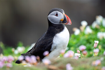 Atlantic Puffin (Fratercula arctica) Profile Portrait with Coastal Flowers Foreground © Jhony