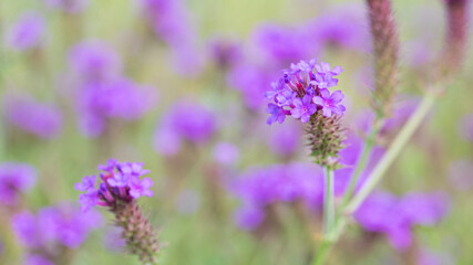 Obraz premium Purple Verbena Flowers with Soft Natural Background