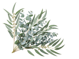 Abundant eucalyptus sprigs with long, slender leaves and png isolated on transparent background © PNG Studio 99