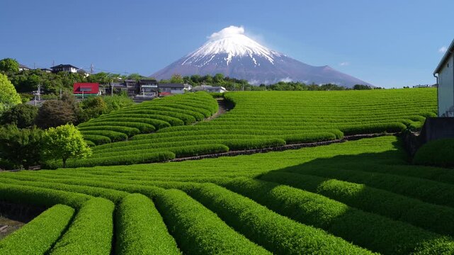 富士山と茶畑の風景