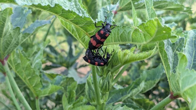Red and Black Blister Beetles Mating on Green Plant Leaf - Close-Up Macro Wildlife Photography