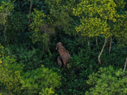 Aerial view of an elephant and its calf walking through the dense, lush green forest of Garo Hill, Gojni Sherpur District, Mymensingh Division, Bangladesh.