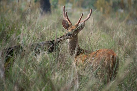 A barasingha stag with branched antlers grazes with head raised in tall meadow grass in Kanha National Park, India.