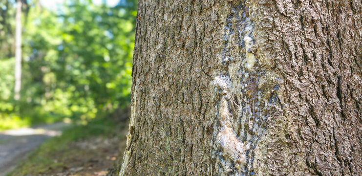 Resin streaks on damaged pine tree bark in forest