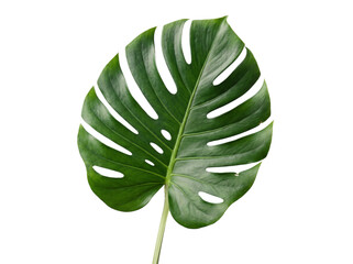 Large, deep green monstera deliciosa leaf with distinctive png isolated on transparent background © PNG Studio 99