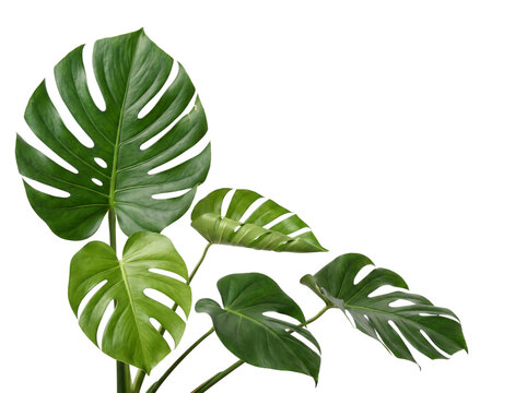 Large green monstera deliciosa leaves with split patterns on png isolated on transparent background