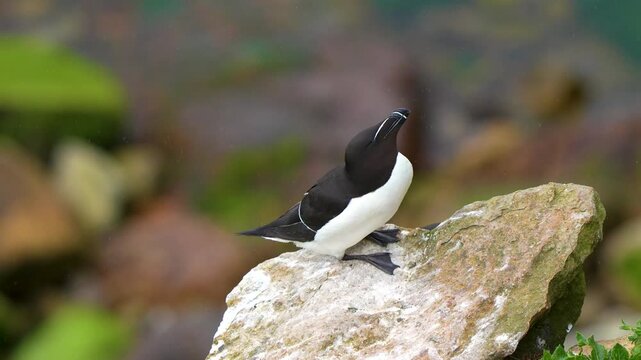 Razorbill (Alca torda) Pointing Beak Upwards on a Coastal Rock in Light Rain