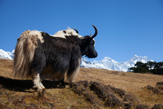 Yaks walk across a grassy area under a bright blue sky. Snowy mountains rise in the background, showing the beauty of nature. The scene captures a moment in the highlands.