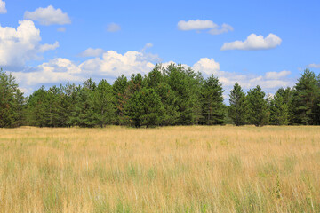 Obraz premium Vast golden meadow stretches towards a dense pine forest under a blue sky